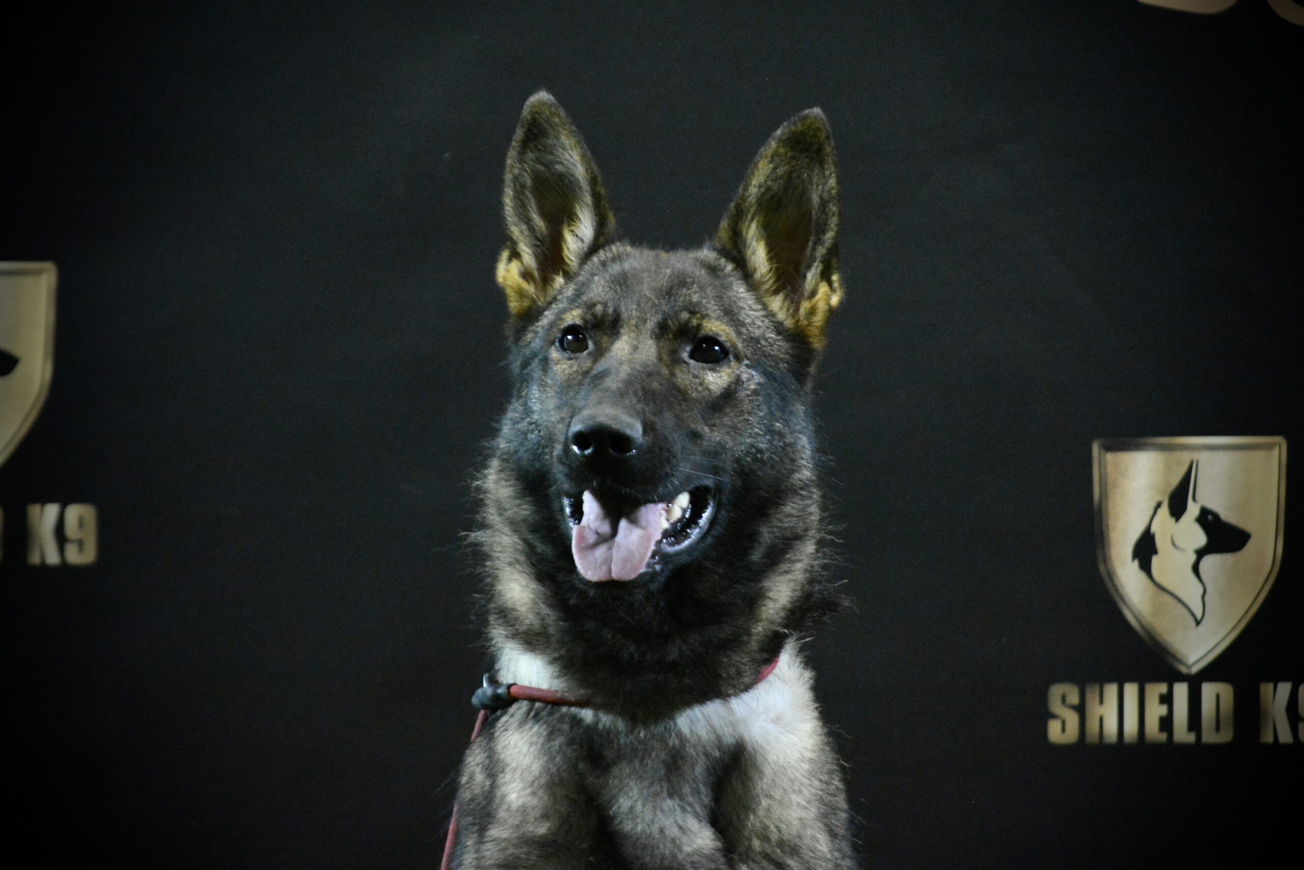 K9 Breeze - Freedom Dog
