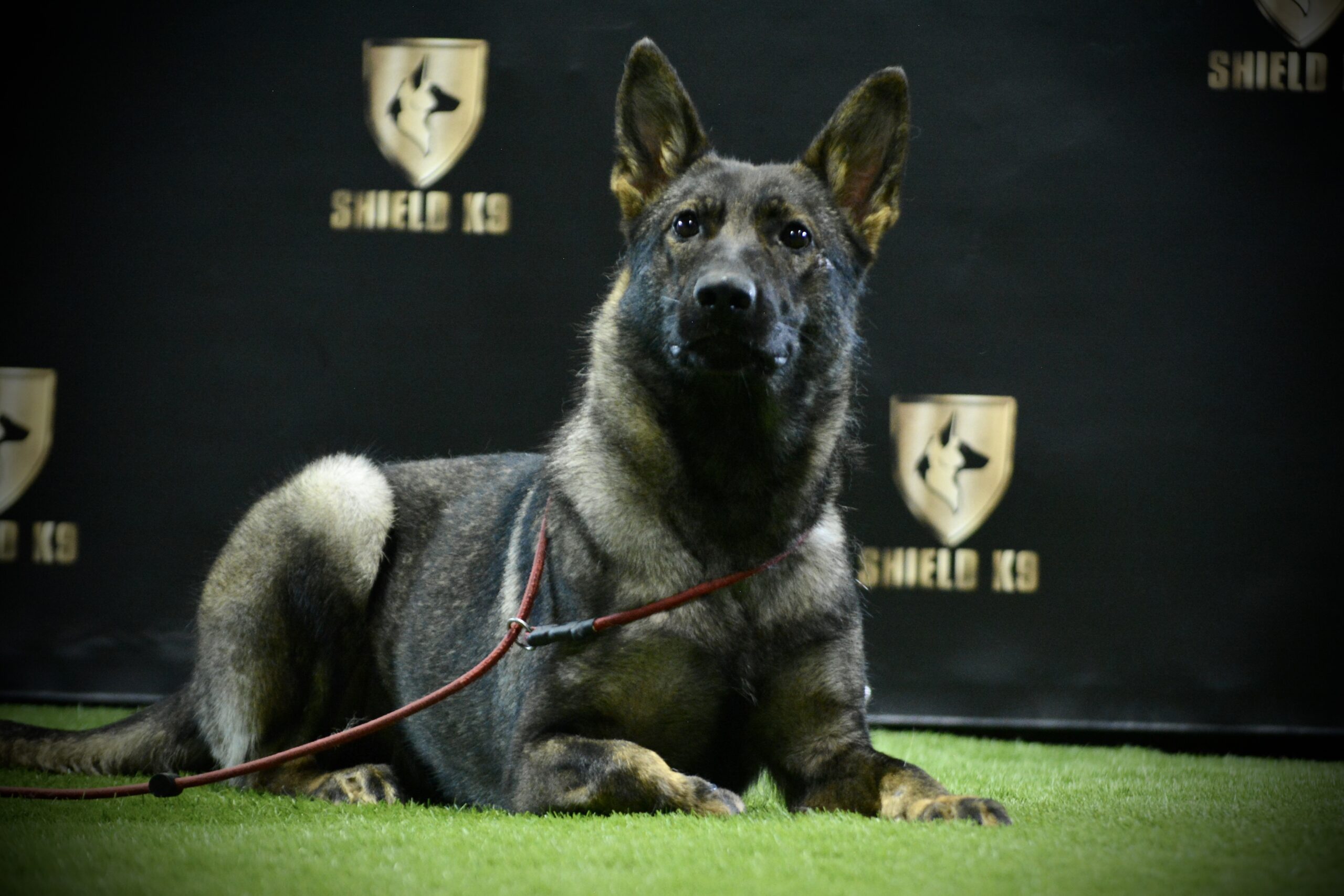 K9 Breeze - Freedom Dog - Image 2