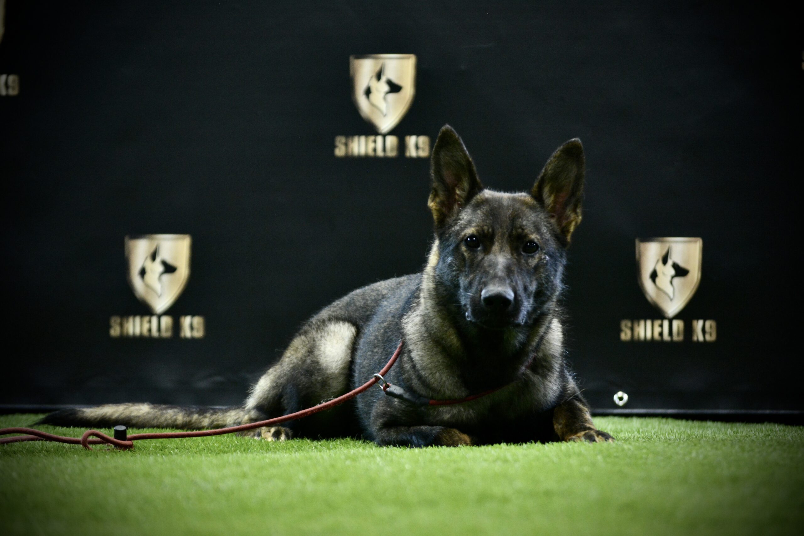K9 Breeze - Freedom Dog - Image 3